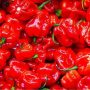 HABANERO