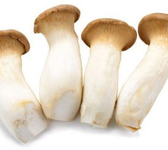 SETA CARDO (PLEUROTUS ERYNGII)
