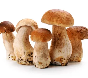 BOLETUS