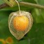 PHYSALIS