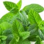 HIERBABUENA FRESCA