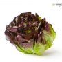 LECHUGA HOJA DE ROBLE