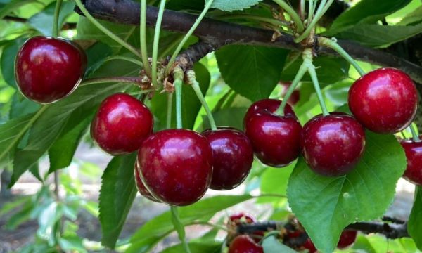 CEREZAS EXTRA - Imagen 2