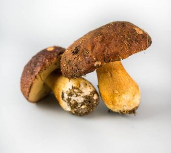 Boletus 1kg