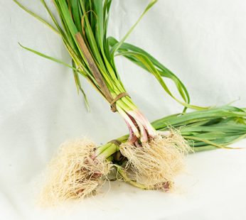MANOJO DE AJETES TIERNOS