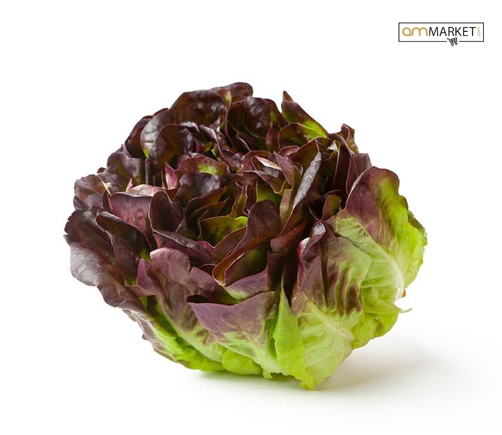 LECHUGA HOJA DE ROBLE