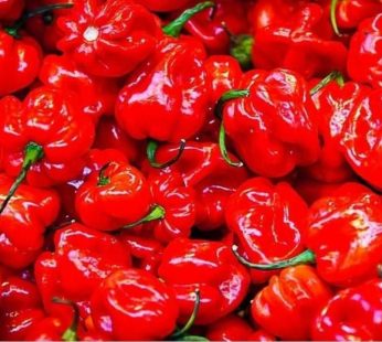 HABANERO