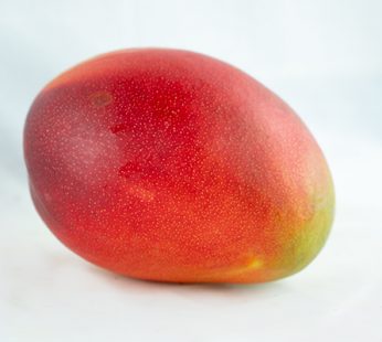 MANGO AVIÓN / und