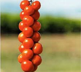 TOMATE DE PENJAR